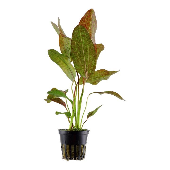 Tropica Akvarieplante i potte Echinodorus Ozelot